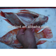 Frozen Red Tilapia fish W/R WGS WGGS IQF